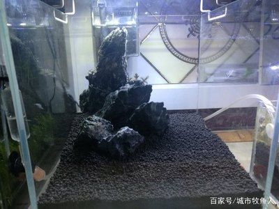 25魚缸造景：25cm魚缸造景指南