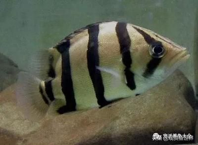 虎魚分類圖片：虎魚分類圖片信息基于搜索結果提供詳細信息信息