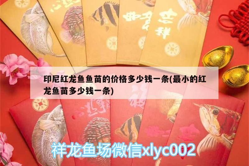 印尼紅龍魚魚苗的價格多少錢一條(最小的紅龍魚苗多少錢一條)