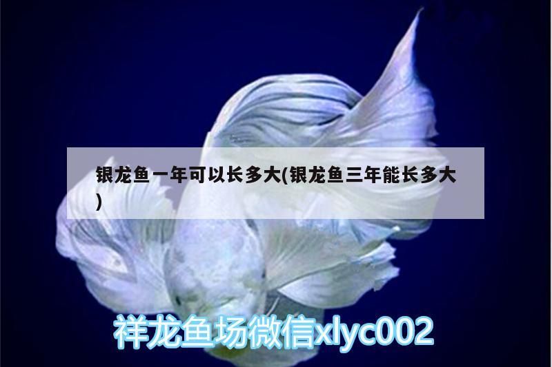 銀龍魚一年可以長多大(銀龍魚三年能長多大)