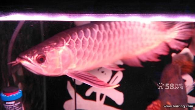 過(guò)背金龍魚能吃嗎圖片欣賞：過(guò)背金龍魚是否可以食用