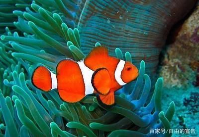 龍魚缸的溫度是多少度vs祥龍魚場：祥龍魚場的龍魚品種，如何調節龍魚缸水溫