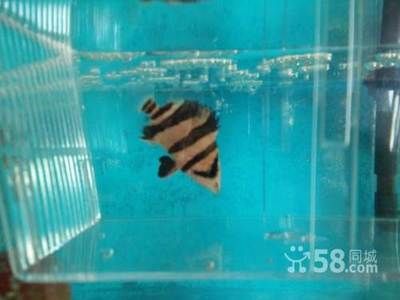 印尼虎多少錢：印尼虎價(jià)格受多種因素影響，印尼虎多少錢印尼虎多少錢