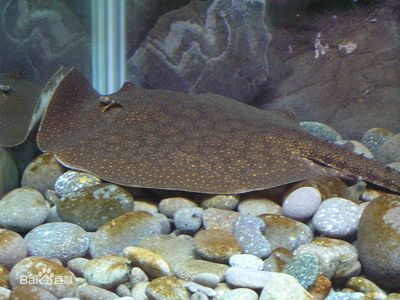 黑色魟魚：黑色魟魚怎么養？
