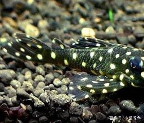 佳寶魚缸價格表（佳寶魚缸廠家售后服務電話）