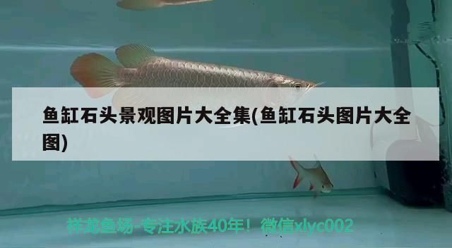 榆林魚缸專賣店地址電話多少呀(榆林觀賞魚地址)