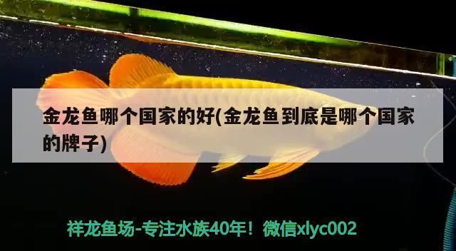 榆林魚缸專賣店地址電話多少呀(榆林觀賞魚地址)