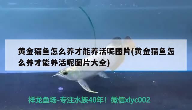 黃金貓魚怎么養(yǎng)才能養(yǎng)活呢圖片(黃金貓魚怎么養(yǎng)才能養(yǎng)活呢圖片大全)