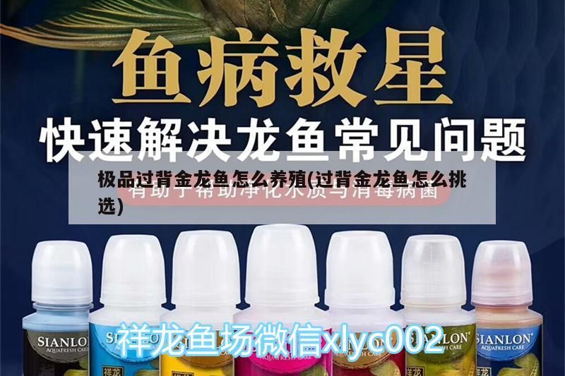 極品過背金龍魚怎么養殖(過背金龍魚怎么挑選)