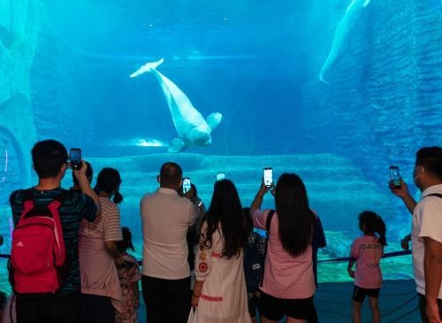 開水族館需要什么手續(xù)（開設(shè)水族館需要什么手續(xù)）