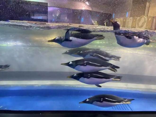開水族館需要什么手續(xù)（開設(shè)水族館需要什么手續(xù)）