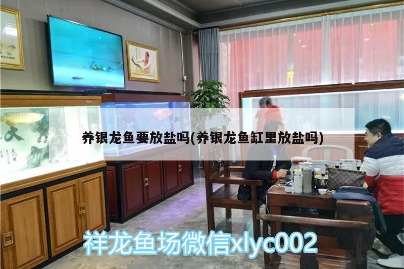 養(yǎng)銀龍魚要放鹽嗎(養(yǎng)銀龍魚缸里放鹽嗎)