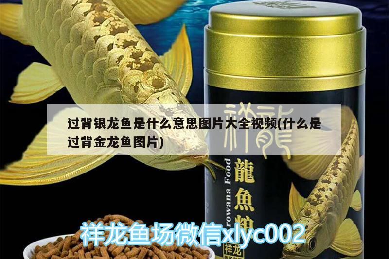 過背銀龍魚是什么意思圖片大全視頻(什么是過背金龍魚圖片)