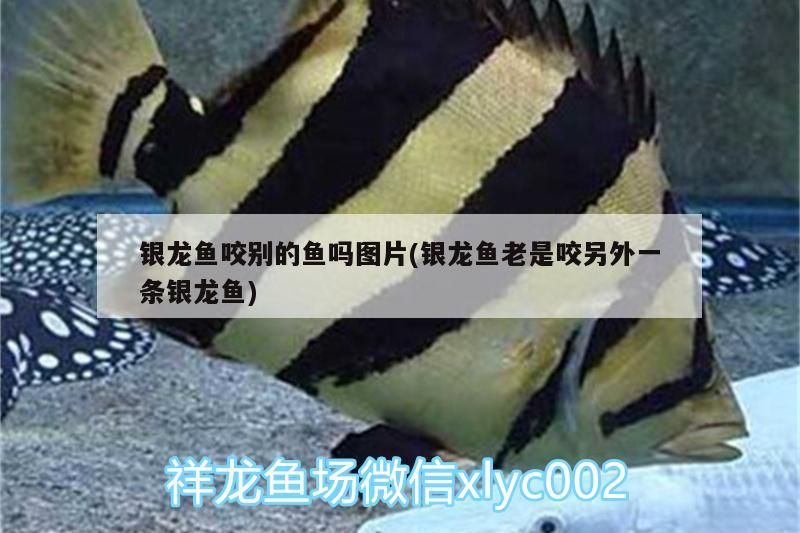 銀龍魚咬別的魚嗎圖片(銀龍魚老是咬另外一條銀龍魚) 銀龍魚咬別的魚嗎圖片(銀龍魚老是咬另外一條銀龍魚) 銀龍魚百科 第3張