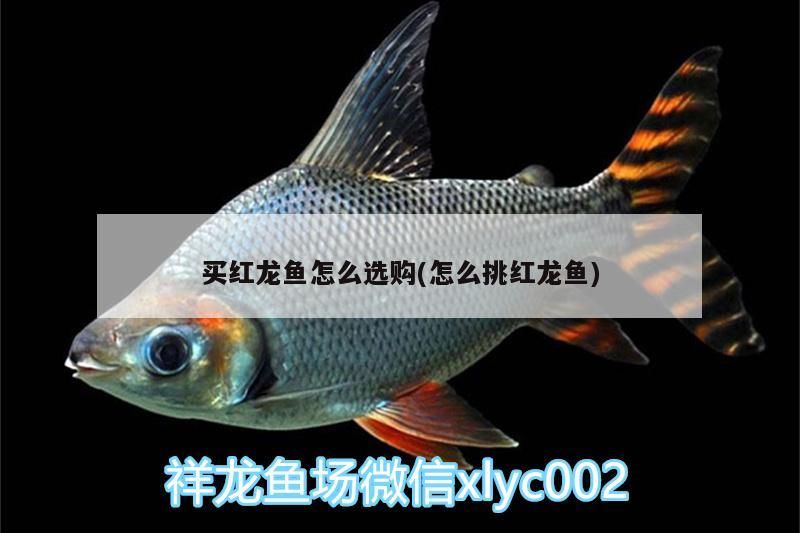 買紅龍魚怎么選購(怎么挑紅龍魚) 錦鯉魚百科 第3張 買紅龍魚怎么選購(怎么挑紅龍魚) 買紅龍魚怎么選購(怎么挑紅龍魚) 錦鯉魚百科 第3張