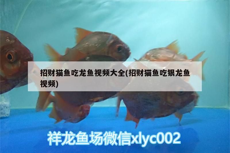 招財貓魚吃龍魚視頻大全(招財貓魚吃銀龍魚視頻)