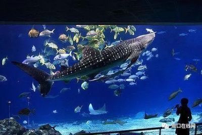 水族館需要投資多少錢呢現在:開個中小型水族館的初始投資在幾十萬元到數百萬元 水族館百科(水族館加盟) 第3張 水族館需要投資多少錢呢現在:開個中小型水族館的初始投資在幾十萬元到數百萬元 水族館需要投資多少錢呢現在:開個中小型水族館的初始投資在幾十萬元到數百萬元 水族館百科(水族館加盟) 第3張