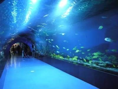 水族館需要投資多少錢呢現在:開個中小型水族館的初始投資在幾十萬元到數百萬元 水族館百科(水族館加盟) 第6張 水族館需要投資多少錢呢現在:開個中小型水族館的初始投資在幾十萬元到數百萬元 水族館需要投資多少錢呢現在:開個中小型水族館的初始投資在幾十萬元到數百萬元 水族館百科(水族館加盟) 第6張