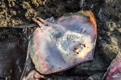 魟魚卷邊死亡原因：魟魚卷邊是一種常見的病癥，其死亡原因可能有多種