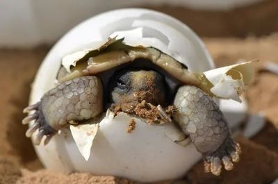 豬鼻龜能活多久壽命：豬鼻龜一般能活多少年