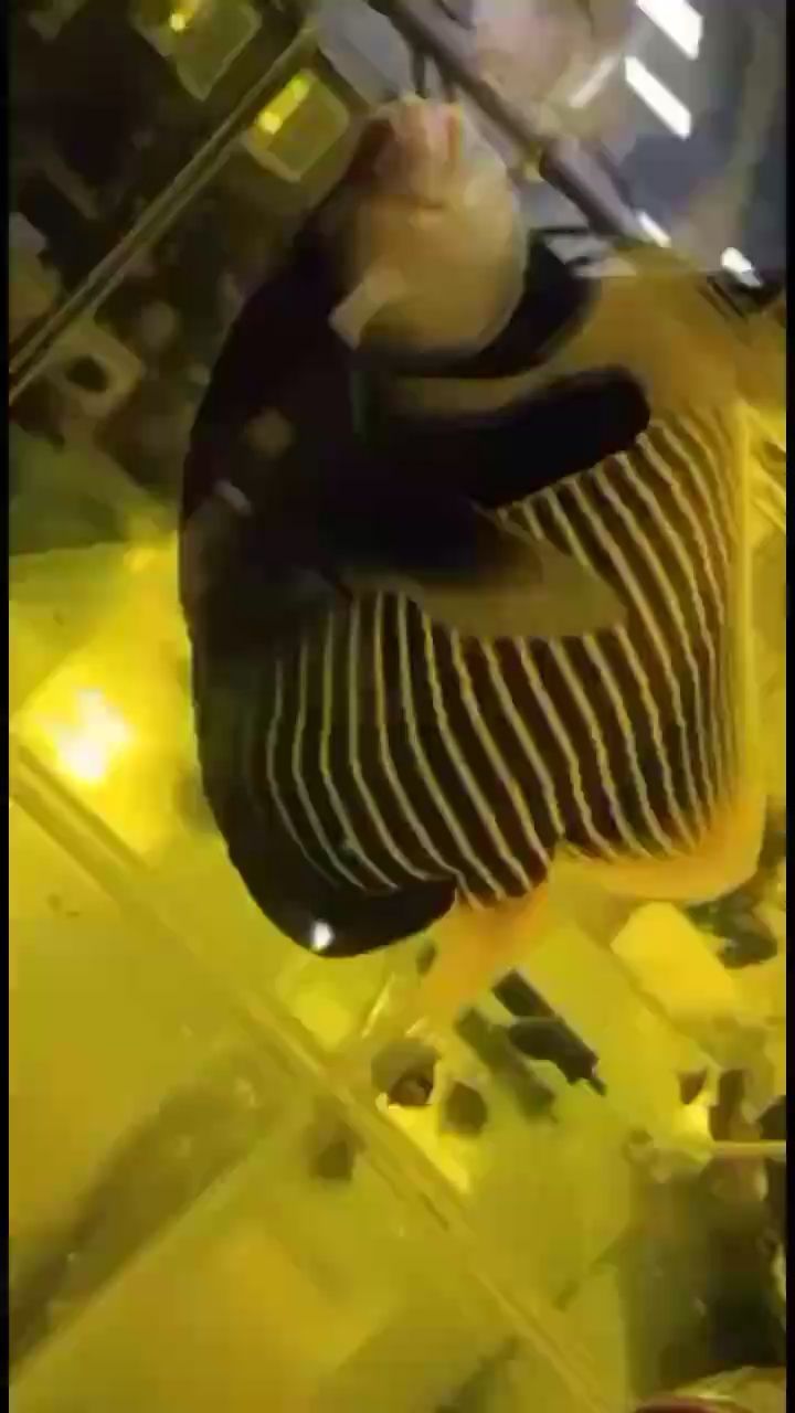 克拉瑪依水族館瞧一瞧看一看啦 克拉瑪依水族館瞧一瞧看一看啦 黃金貓魚百科 第4張
