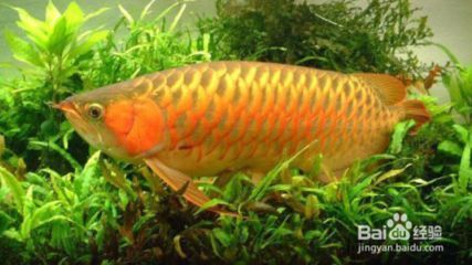 金龍魚疾病預(yù)防方法：如何預(yù)防金龍魚的疾病
