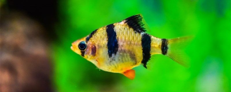 魚缺氧翻身了怎么搶救為什么會(huì)缺氧 魚缺氧翻身了怎么搶救為什么會(huì)缺氧 銀龍魚百科 第1張