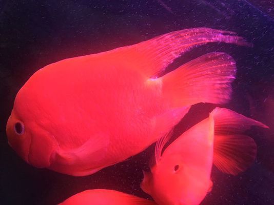 定西龍魚vs定西水族批發市場vs定西水族館vs定西魚缸批發市場vs祥龍魚場
