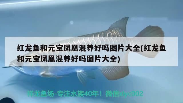 紅龍魚和元寶鳳凰混養好嗎圖片大全(紅龍魚和元寶鳳凰混養好嗎圖片大全)