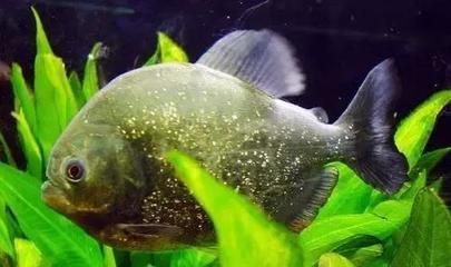 虎魚一次喂多少：虎魚一次喂多少合適