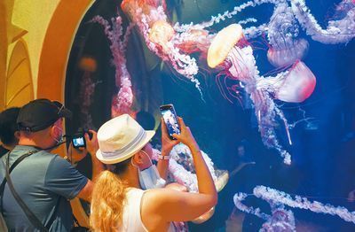 海口龍魚vs海口水族批發市場vs海口水族館vs海口魚缸批發市場vs祥龍魚場：海口龍魚vs海口水族批發市場