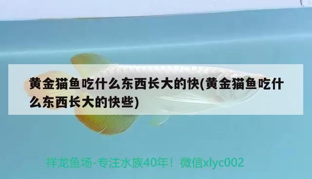 黃金貓魚吃什么東西長大的快(黃金貓魚吃什么東西長大的快些)