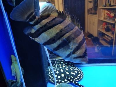 虎魚身上顏色變淺：虎魚身上顏色變淺可能由多種因素引起