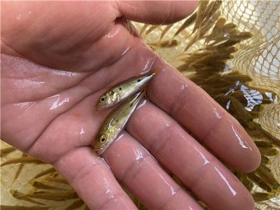 金龍魚水溫度多少最佳（金龍魚水溫度多少最佳養(yǎng)魚）