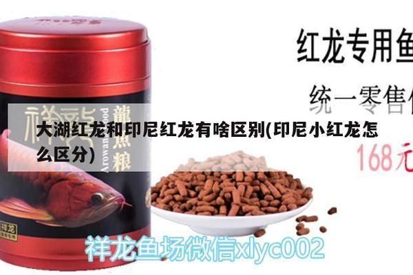 大湖紅龍魚對比印尼紅龍魚哪個好（大湖紅龍魚和印尼紅龍魚各有其獨特的特點和優(yōu)勢和優(yōu)勢）