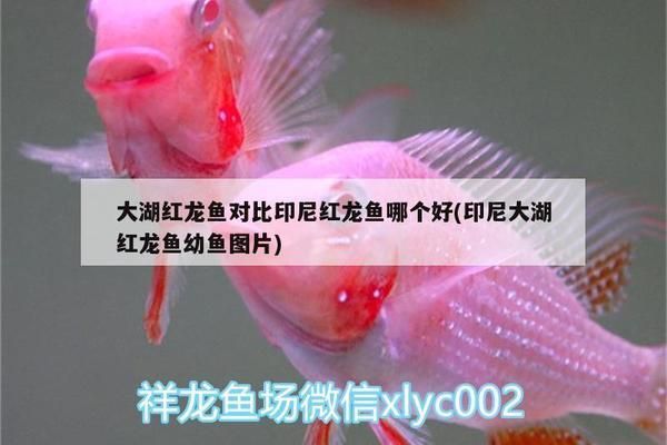 大湖紅龍魚對比印尼紅龍魚哪個好（大湖紅龍魚和印尼紅龍魚各有其獨特的特點和優(yōu)勢和優(yōu)勢）