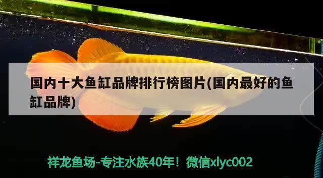 國內十大魚缸品牌排行榜圖片(國內最好的魚缸品牌)
