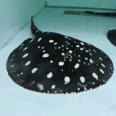 黔西南布依族苗族自治州龍魚vs黔西南布依族苗族自治州水族批發(fā)市場vs黔西南布依族苗族自治州水族館vs黔西南布依族苗族自治州魚缸批發(fā)市場vs祥龍魚場：黔西南布依族苗族自治州水族批發(fā)市場vs祥龍魚場 黔西南布依族苗族自治州龍魚vs黔西南布依族苗族自治州水族批發(fā)市場vs黔西南布依族苗族自治州水族館vs黔西南布依族苗族自治州魚缸批發(fā)市場vs祥龍魚場：黔西南布依族苗族自治州水族批發(fā)市場vs祥龍魚場 祥龍魚場各市分站 第1張