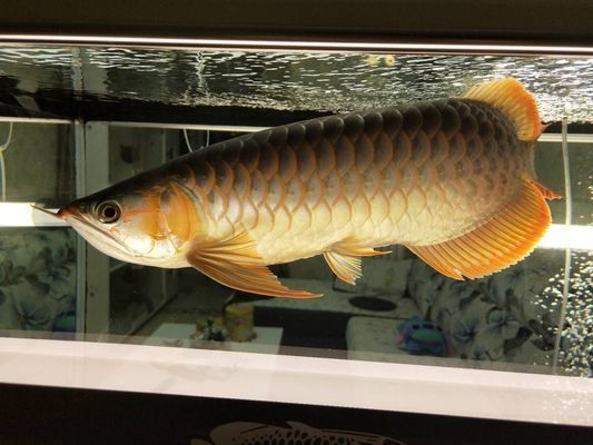 中山龍魚vs中山水族批發市場vs中山水族館vs中山魚缸批發市場vs祥龍魚場：中山龍魚、中山水族、中山魚缸批發市場及祥龍魚場