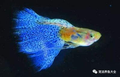 阿莫西林對哪些魚病有效，阿莫西林用藥劑量對照表
