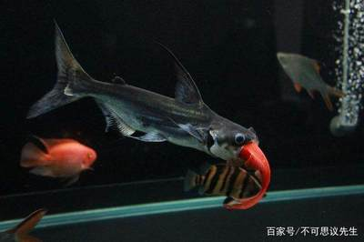 龍魚爛尾怎么辦用什么藥：龍魚爛尾怎么辦