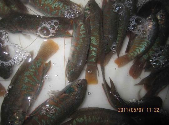 大理白族自治州龍魚vs大理白族自治州水族批發(fā)市場vs大理白族自治州水族館vs大理白族自治州魚缸批發(fā)市場vs祥龍魚場:大理白州水族市場分析 祥龍魚場各市分站 第4張 大理白族自治州龍魚vs大理白族自治州水族批發(fā)市場vs大理白族自治州水族館vs大理白族自治州魚缸批發(fā)市場vs祥龍魚場:大理白州水族市場分析 大理白族自治州龍魚vs大理白族自治州水族批發(fā)市場vs大理白族自治州水族館vs大理白族自治州魚缸批發(fā)市場vs祥龍魚場:大理白州水族市場分析 祥龍魚場各市分站 第4張