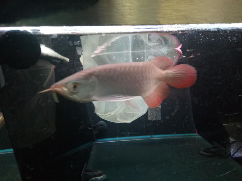 想買個(gè)紅龍求大仙看看這個(gè)咋樣 黃金貓魚百科 第3張 想買個(gè)紅龍求大仙看看這個(gè)咋樣 想買個(gè)紅龍求大仙看看這個(gè)咋樣 黃金貓魚百科 第3張