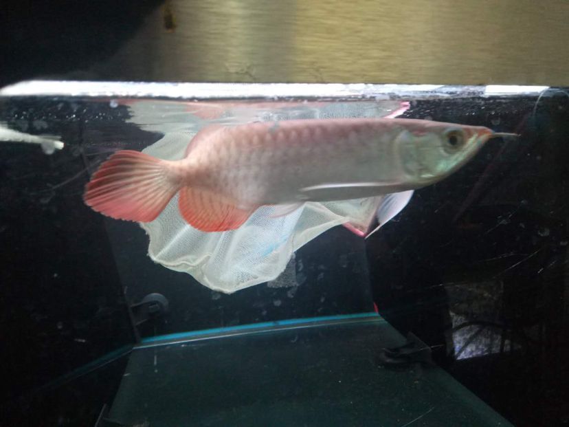想買個(gè)紅龍求大仙看看這個(gè)咋樣 黃金貓魚百科 第4張 想買個(gè)紅龍求大仙看看這個(gè)咋樣 想買個(gè)紅龍求大仙看看這個(gè)咋樣 黃金貓魚百科 第4張