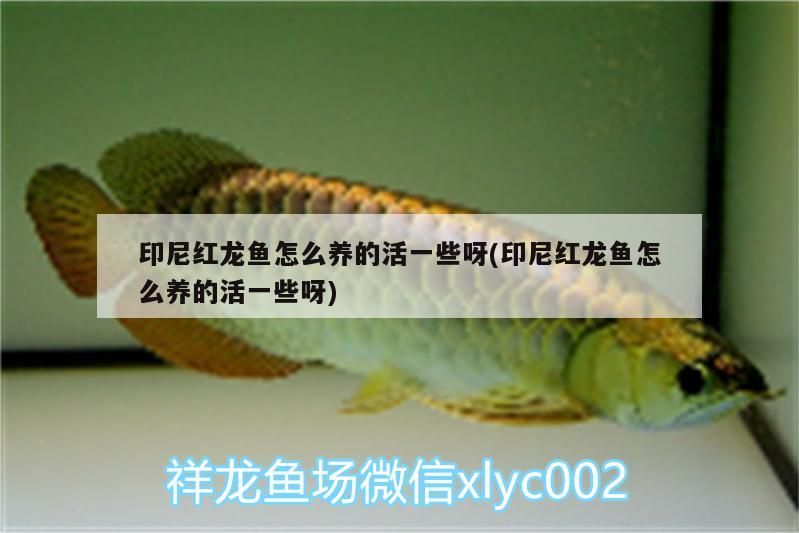 印尼紅龍魚怎么養(yǎng)的活一些呀(印尼紅龍魚怎么養(yǎng)的活一些呀) 紅龍魚百科 第3張 印尼紅龍魚怎么養(yǎng)的活一些呀(印尼紅龍魚怎么養(yǎng)的活一些呀) 印尼紅龍魚怎么養(yǎng)的活一些呀(印尼紅龍魚怎么養(yǎng)的活一些呀) 紅龍魚百科 第3張