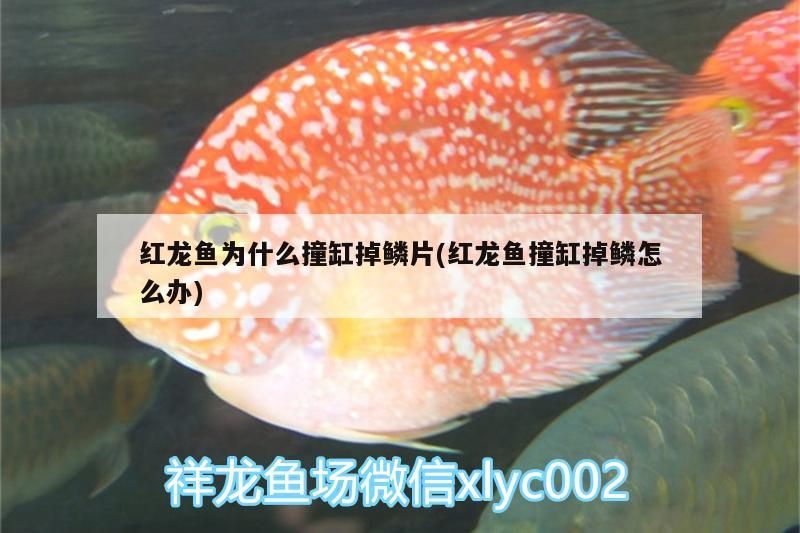 紅龍魚為什么撞缸掉鱗片(紅龍魚撞缸掉鱗怎么辦)