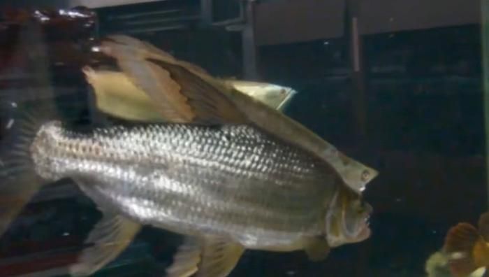 黃金河虎魚領地意識管理，黃金河虎魚的領地意識的管理方法