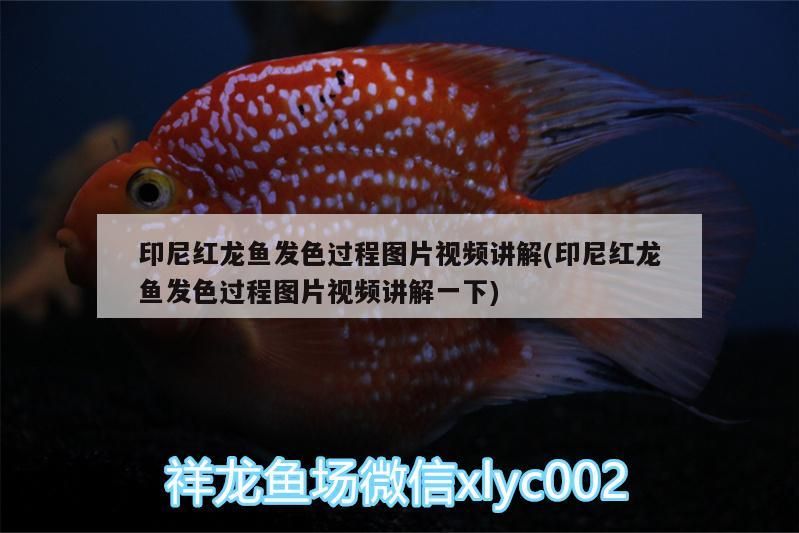 印尼紅龍魚發色過程圖片視頻講解(印尼紅龍魚發色過程圖片視頻講解一下)
