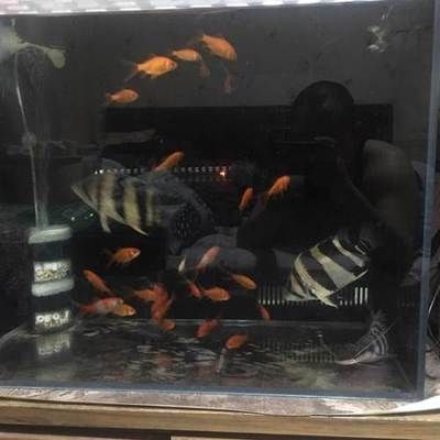印尼虎魚單養(yǎng)好還是群養(yǎng)好：印尼虎魚單養(yǎng)或群養(yǎng)好還是群養(yǎng)好，選擇單養(yǎng)還是群養(yǎng)好