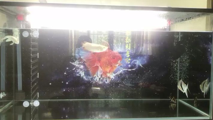 衢州龍魚vs衢州水族批發(fā)市場(chǎng)vs衢州水族館vs衢州魚缸批發(fā)市場(chǎng)vs祥龍魚場(chǎng)：衢州龍魚、水族批發(fā)市場(chǎng)、水族館、魚缸批發(fā)市場(chǎng)價(jià)格查詢 衢州龍魚vs衢州水族批發(fā)市場(chǎng)vs衢州水族館vs衢州魚缸批發(fā)市場(chǎng)vs祥龍魚場(chǎng)：衢州龍魚、水族批發(fā)市場(chǎng)、水族館、魚缸批發(fā)市場(chǎng)價(jià)格查詢 祥龍魚場(chǎng)各市分站 第1張